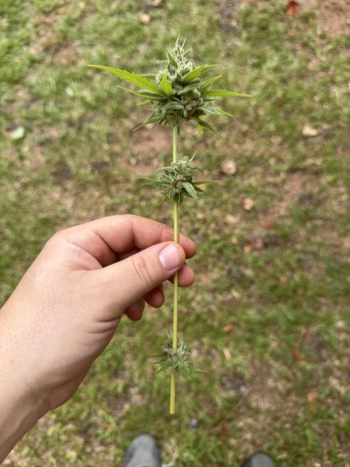 First grow. Week 11