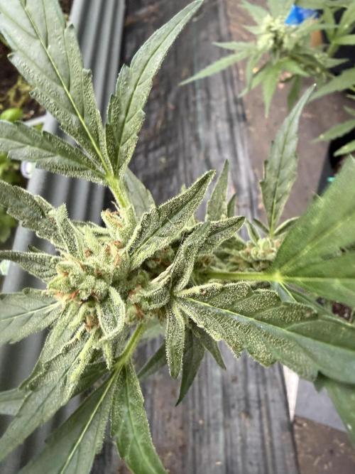 First grow. Week 11