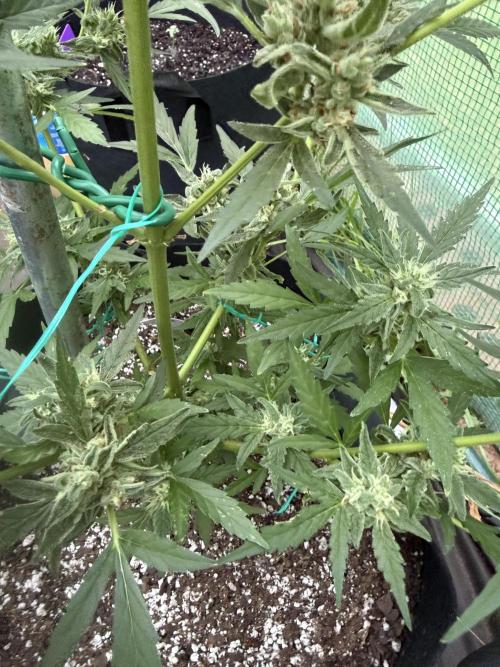 First grow. Week 11