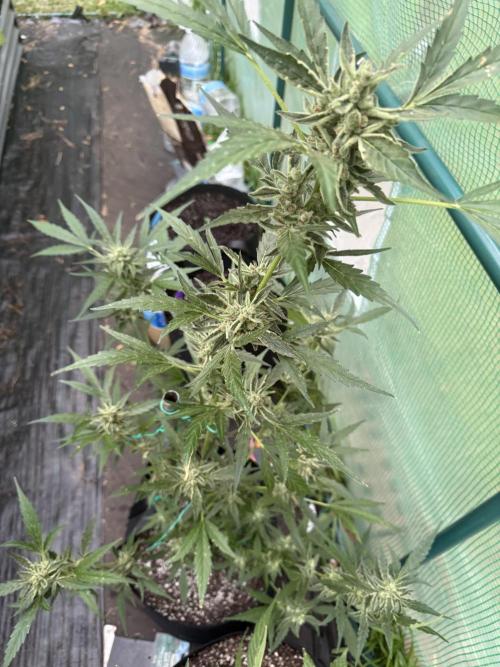First grow. Week 11
