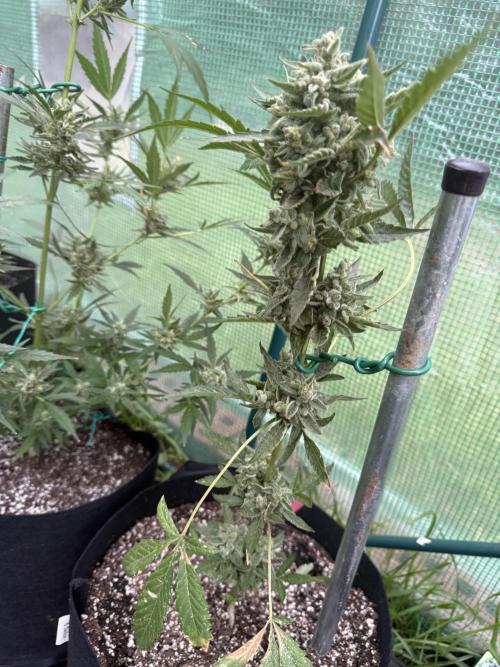 First grow. Week 11
