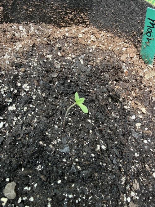 Last grow of 2026. Week 1