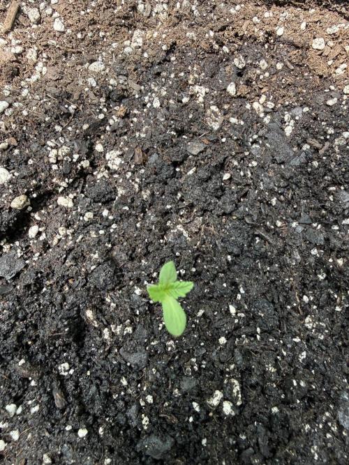 Last grow of 2026. Week 1