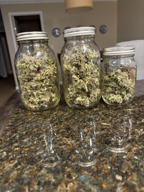 First grow. Week 13