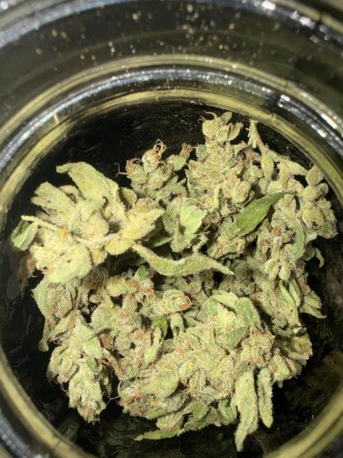 First grow. Week 13