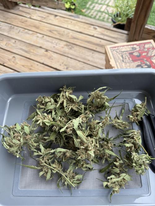 First grow. Week 13