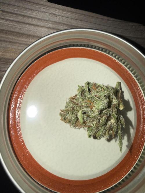 First grow. Week 13