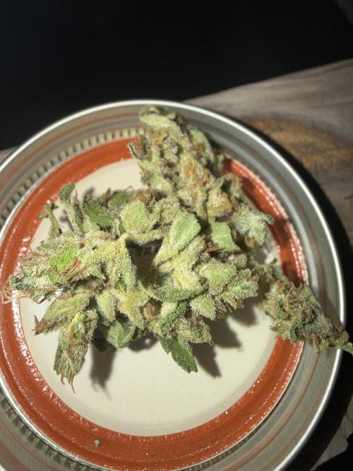 First grow. Week 13