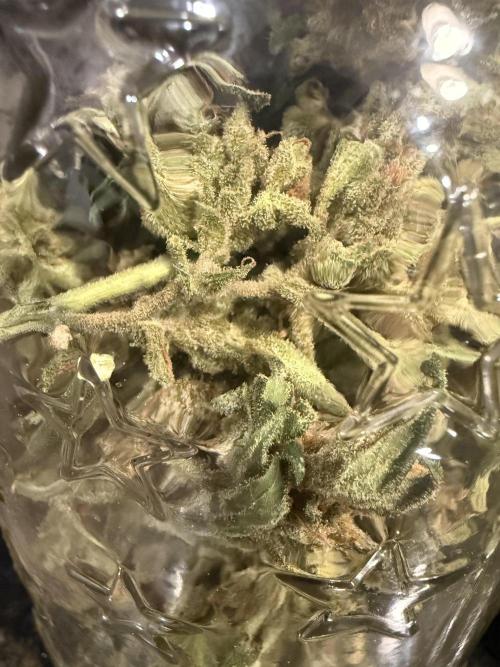 First grow. Week 13
