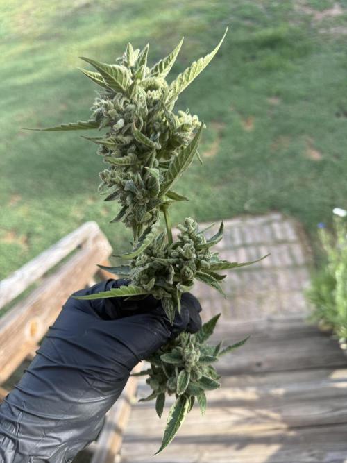 First grow. Week 13