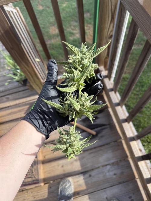 First grow. Week 13