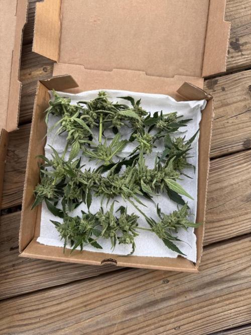 First grow. Week 13