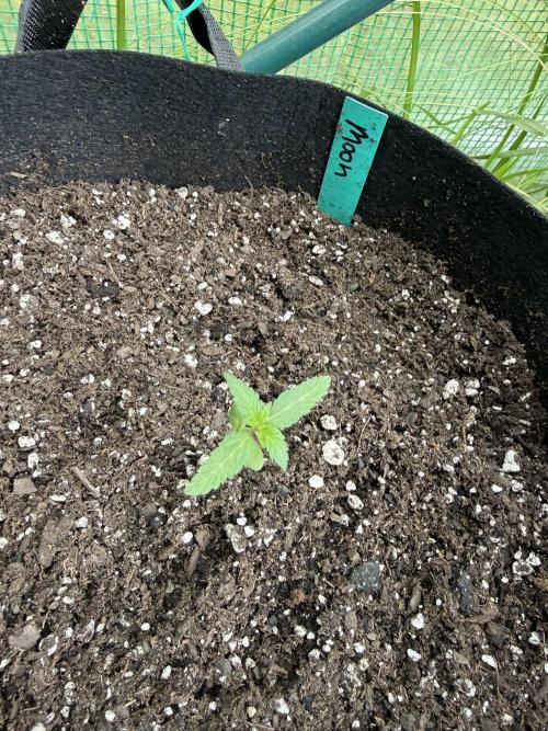 Last grow of 2026. Week 2