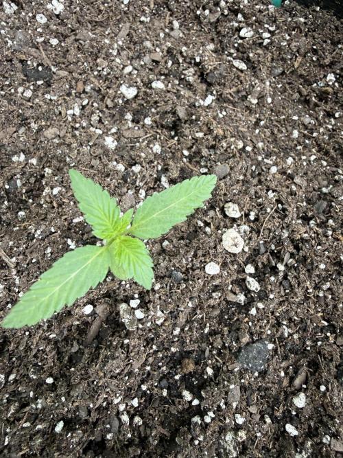 Last grow of 2026. Week 2