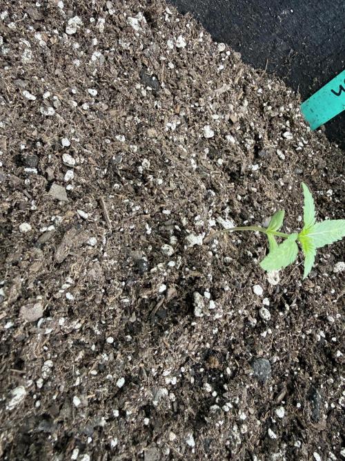 Last grow of 2026. Week 2