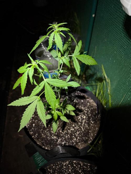 First half of fall harvest. Week 6