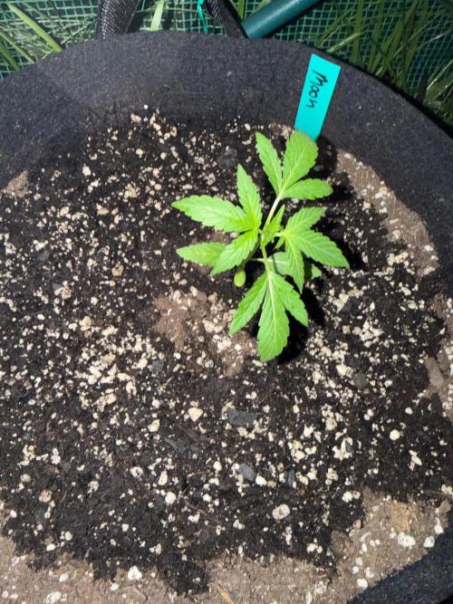 Last grow of 2026. Week 3