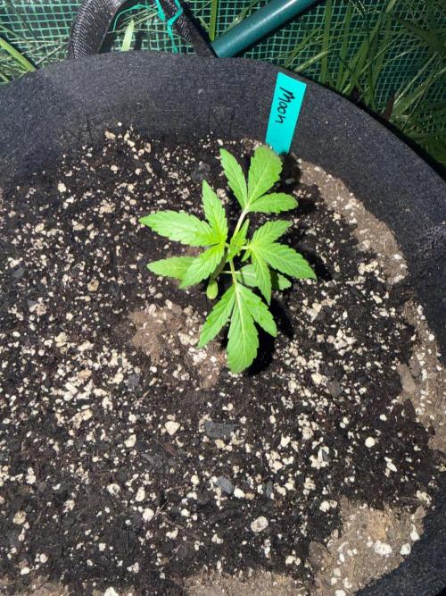 Last grow of 2026. Week 3