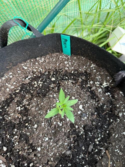 Last grow of 2026. Week 3
