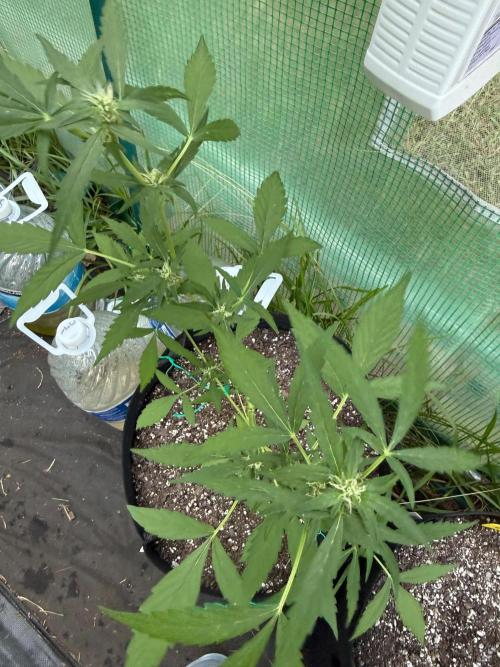 First half of fall harvest. Week 7