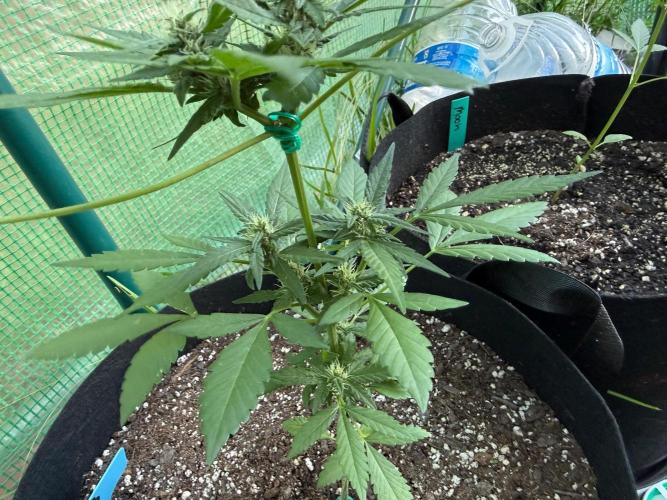 First half of fall harvest. Week 7