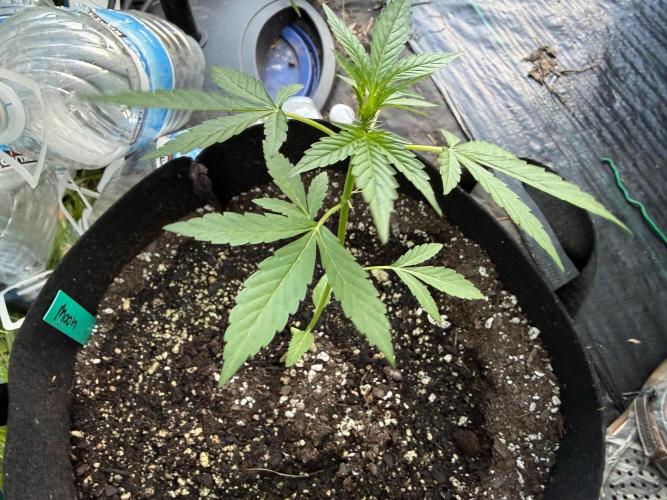 Last grow of 2026. Week 4