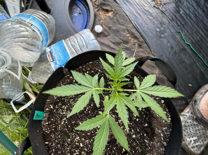 Last grow of 2026. Week 4