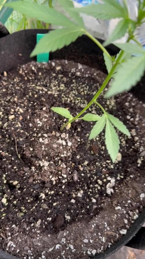 Last grow of 2026