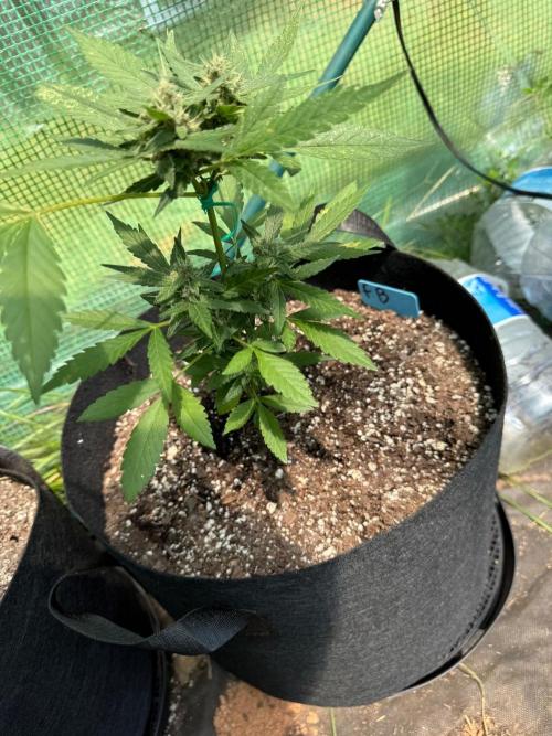 First half of fall harvest. Week 8