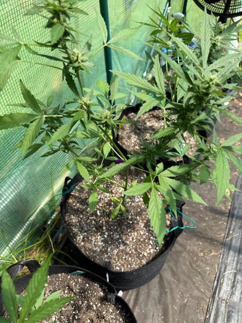 First half of fall harvest. Week 8