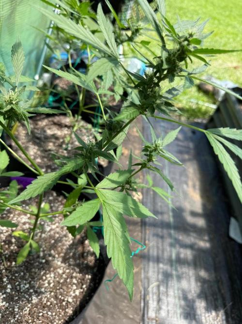 First half of fall harvest. Week 8