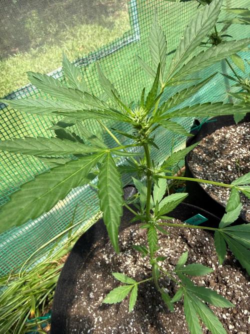 Last grow of 2026. Week 5