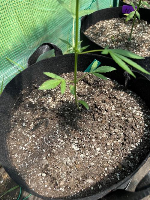 Last grow of 2026. Week 5