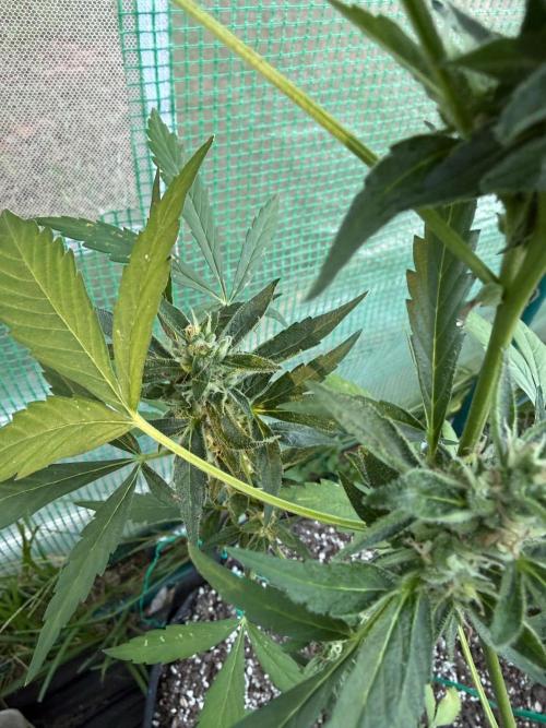 First half of fall harvest. Week 9