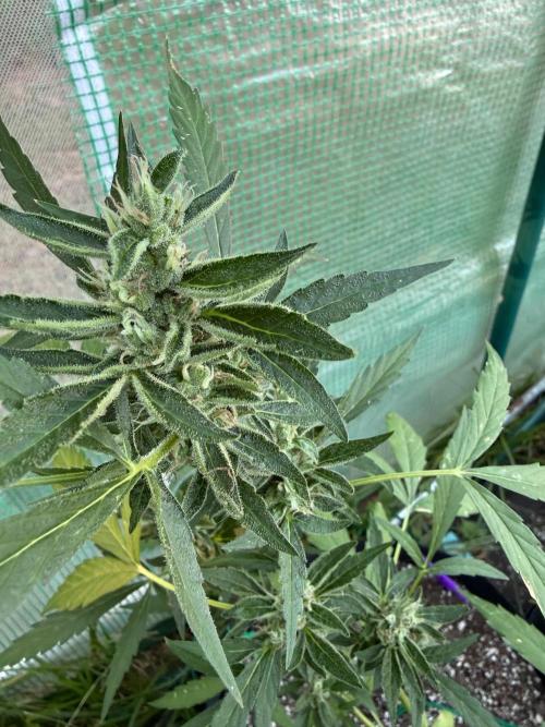 First half of fall harvest. Week 9