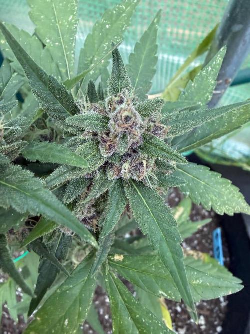 First half of fall harvest. Week 9