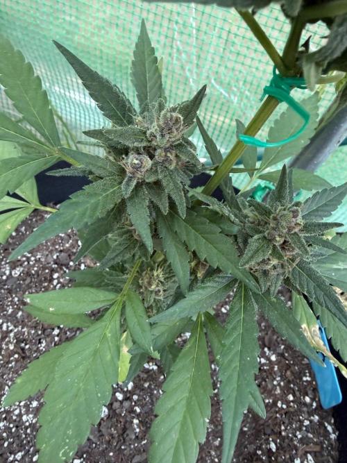First half of fall harvest. Week 9