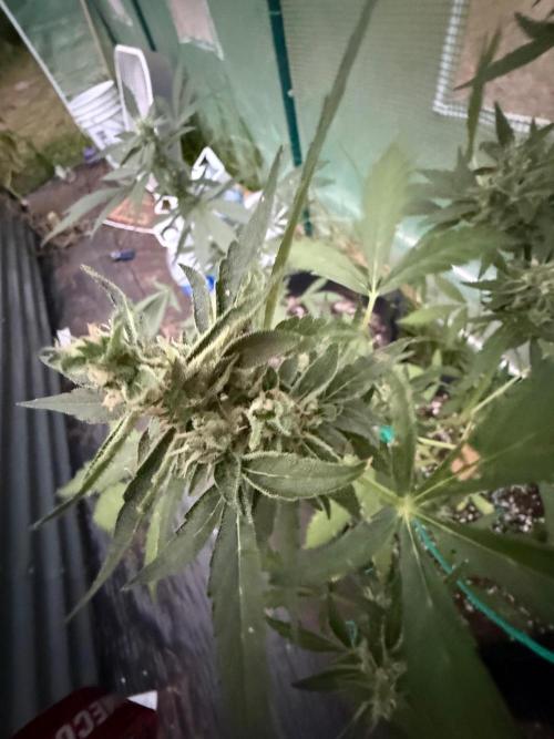 First half of fall harvest. Week 9