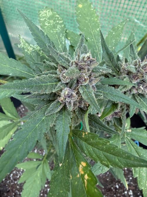 First half of fall harvest. Week 9