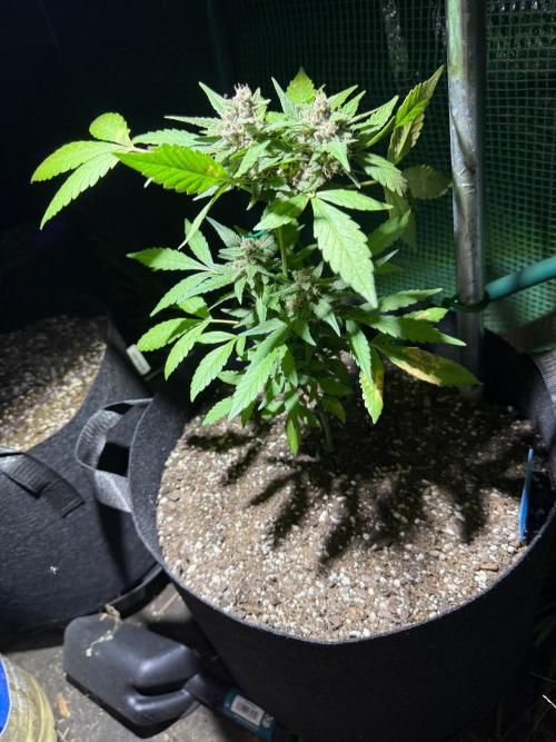 First half of fall harvest. Week 9