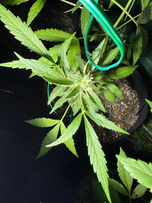 First half of fall harvest. Week 9