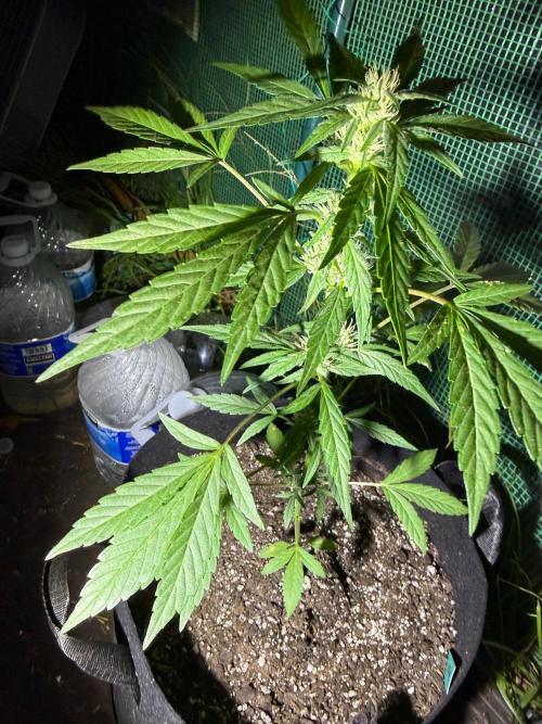 Last grow of 2026. Week 6