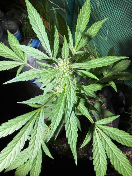Last grow of 2026. Week 6