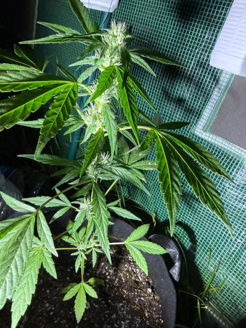 Last grow of 2026. Week 6