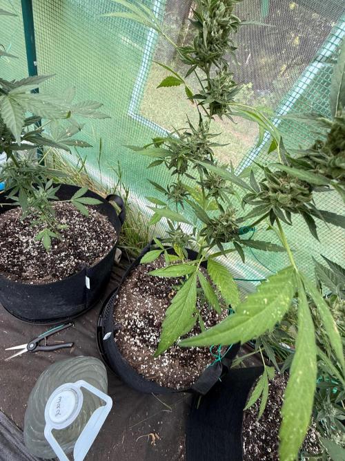 First half of fall harvest. Week 10