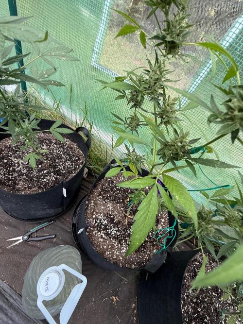 First half of fall harvest. Week 10