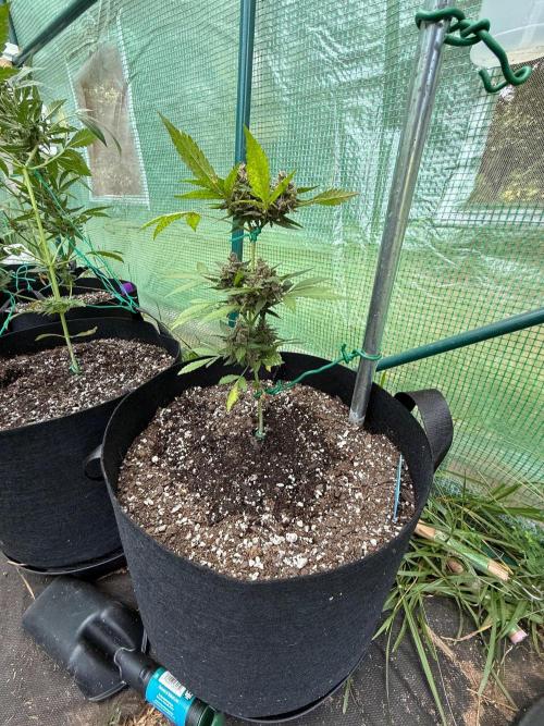 First half of fall harvest. Week 10
