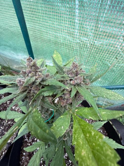 First half of fall harvest. Week 10