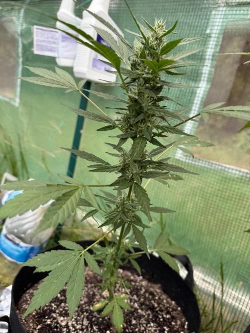 Last grow of 2026. Week 7