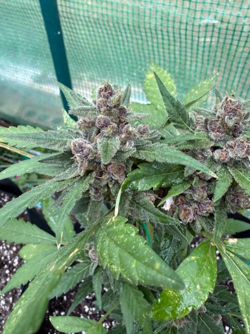 Fast Buds - Northern Lights Auto by Terp-A-Derp